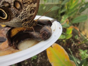 Feeding, Butterfly Garden 1, Santa Elena 